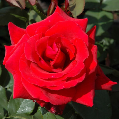Red rose bloom with layered petals and curled center