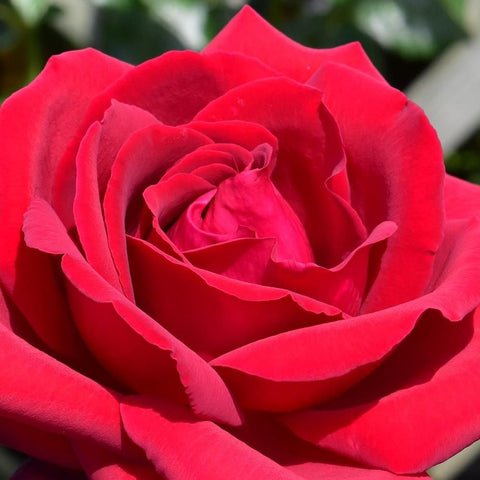 Close-up of a red rose bloom with layered ruffled petals
