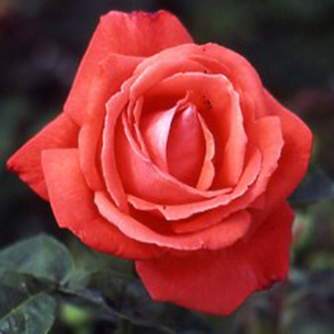 Red rose bloom with layered petals and pointed center