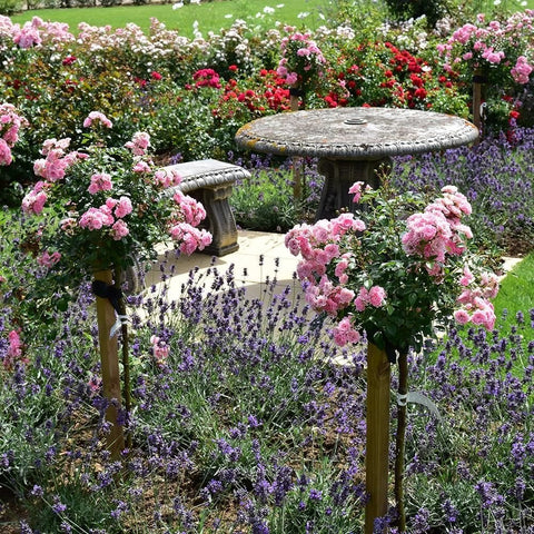 Standard rose shrub with clusters of light pink flowers growing on a wooden support