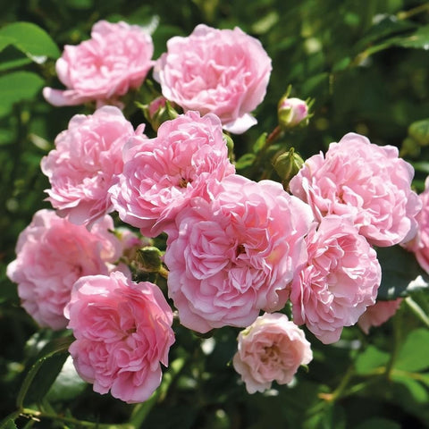 The Fairy standard rose shrub with light pink ruffled double blooms and buds