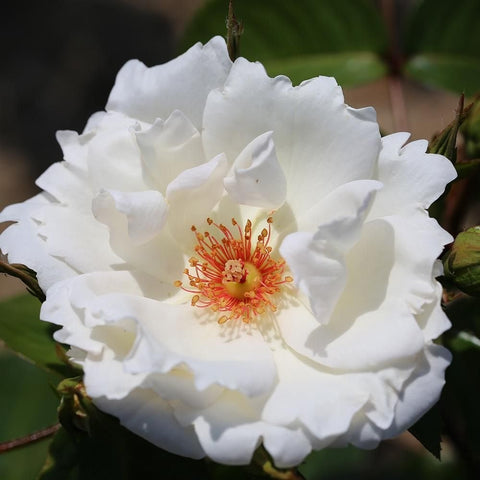 White climbing rose flower with layered petals and orange-yellow stamen center