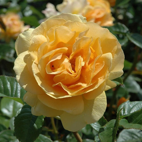 Single orange and cream rose bloom with layered petals and green foliage