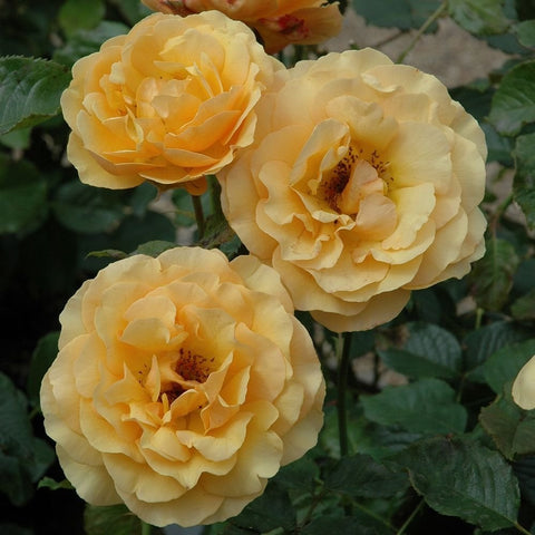 Pale yellow rose blooms on green stems, three blossoms in view