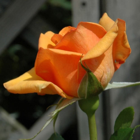 Orange rose bud with pale yellow outer petals and green leaves