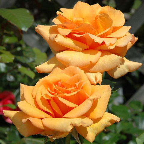 Orange and pale yellow rose blooms on green stems, layered petals