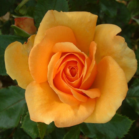 Pale yellow rose with orange center and tightly layered petals