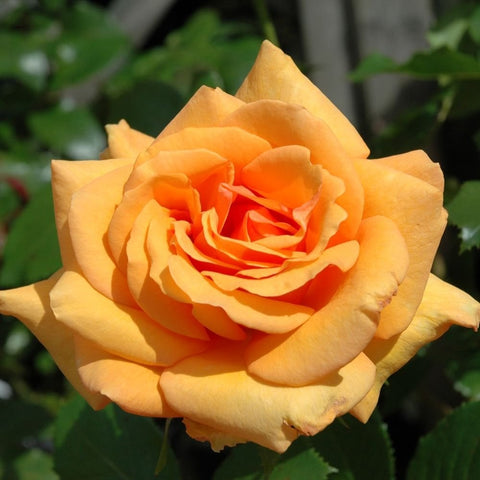 Orange and pale yellow rose bloom with ruffled petals and green leaves