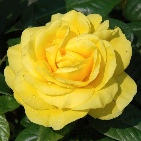 Light yellow rose flower with raindrops, surrounded by dark green leaves