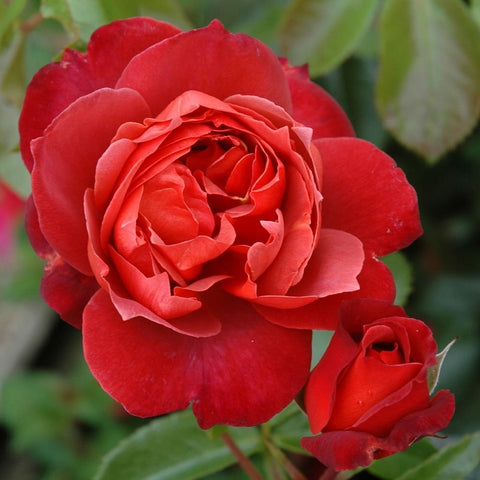 Red rose bloom with tight spiral petals and a smaller bud nearby