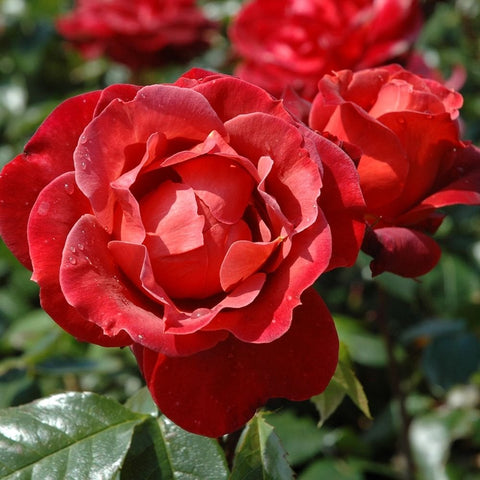 Crimson rose bloom with layered petals and dew highlights on petals