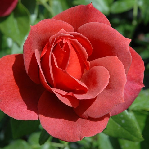 Coral-red rose bloom with lighter inner petals and green leaves