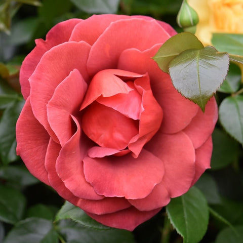 Pink rose bloom with green buds and leaves on a stem