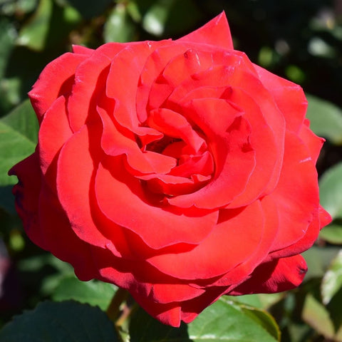 Red rose bloom with densely layered petals and rolled center, close-up
