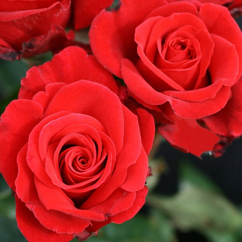 Cluster of red rose blooms with layered petals and visible centers
