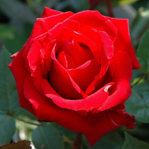 Deep red double rose bloom with tightly layered petals and visible inner bud