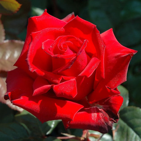 Vivid red rose with dew-like texture on petals, full blossom with surrounding leaves