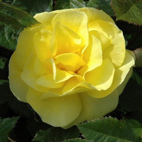 Yellow rose bloom with layered petals and green leaves, close-up view