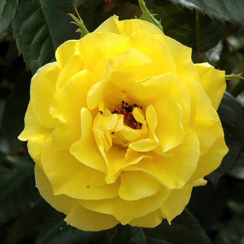 Yellow rose bloom with visible center and layered petals, close-up