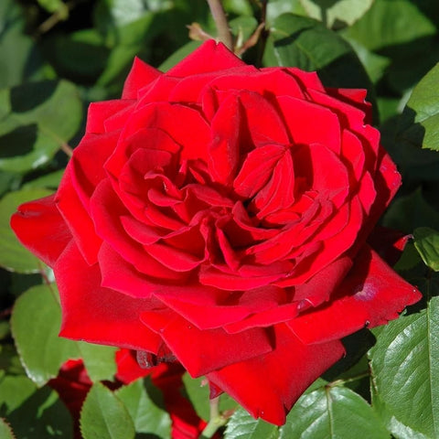 Red rose bloom with ruffled layered petals and surrounding green leaves