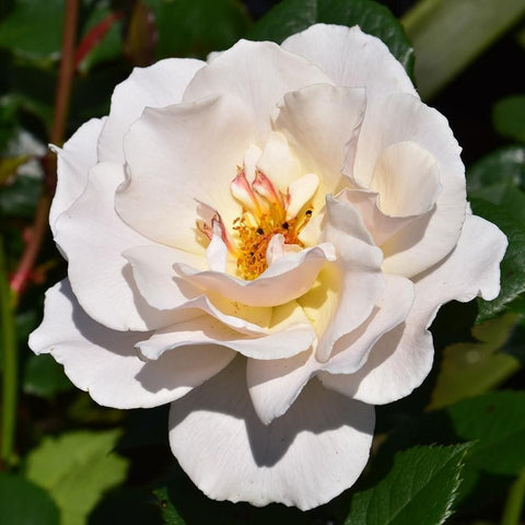 White rose bloom with yellow center and soft cream highlights, full flower