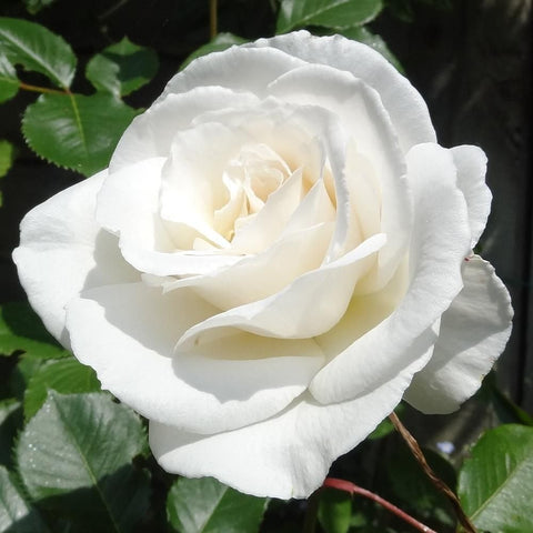 White rose bloom with ruffled petals and pale cream center