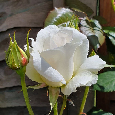 White rose flower bud cluster with one open bloom and unopened buds