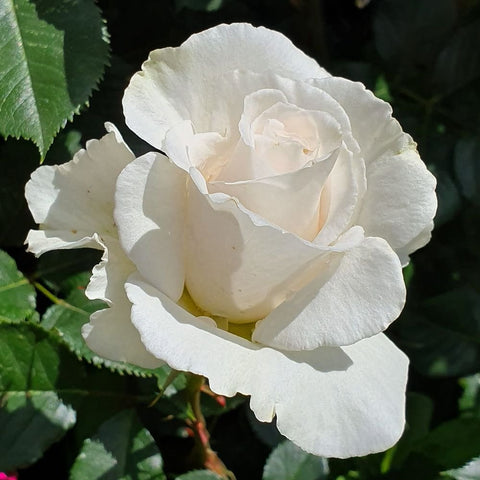 Cream-white rose bloom with layered petals and light yellow center