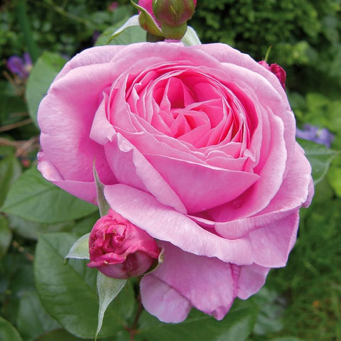 Pink rose-like mum flower with layered petals and green leaves