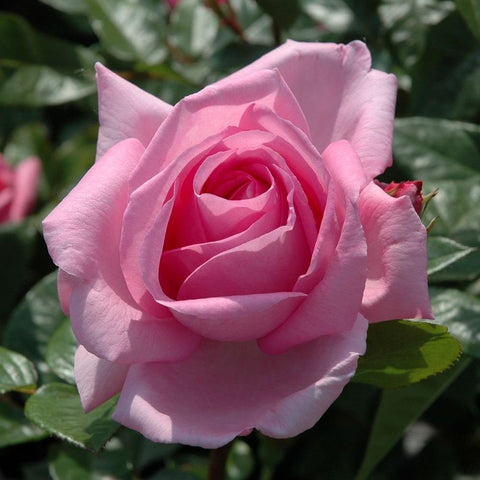 Light pink mum flower with layered petals and surrounding green leaves