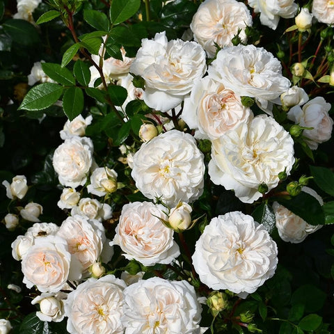 White rose shrub with multiple double blossoms and green leaves