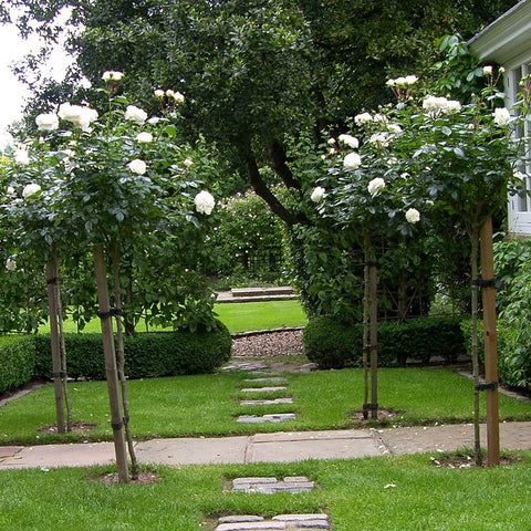 Rose-covered garden trees with white blossoms and manicured lawn