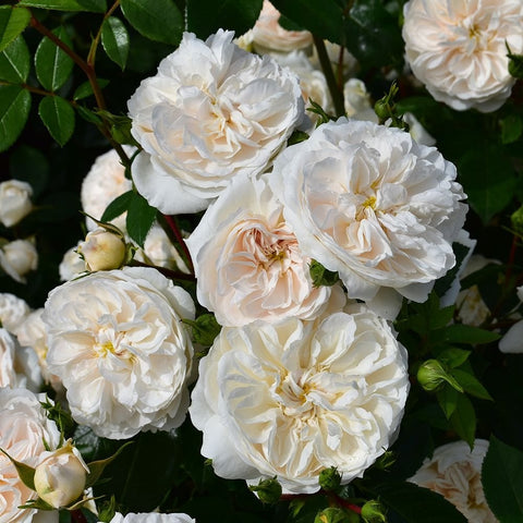 Cream and white rose cluster with peach centers on dark green leaves