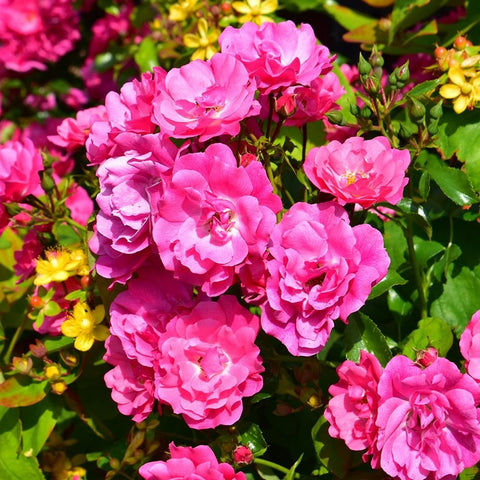 Pink double rose flowers with green leaves and tight buds