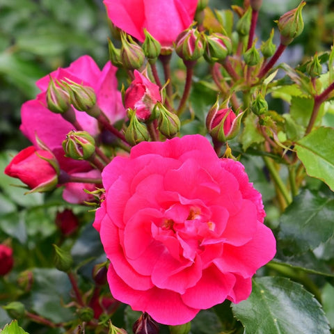 Pink rose bloom with surrounding leaf buds and serrated green leaves