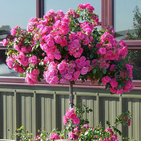 Pink standard rose tree covered in double blooms and green foliage