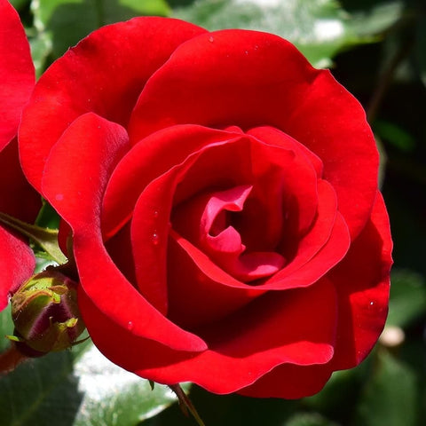 Red rose flower with spiral center and velvety petals on green leaves