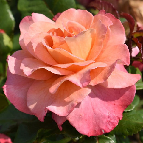 Peach and pink double rose bloom with curled petals and green foliage