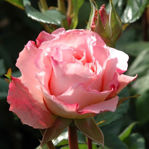 Light pink rose bloom with soft highlights, bud tips, and green leaves
