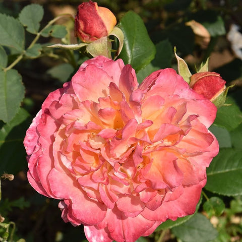 Pink and orange double rose bloom with ruffled petals and green foliage