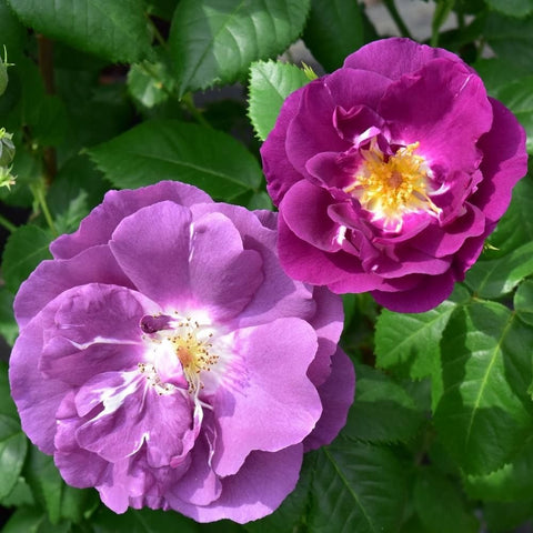 Two purple rose blossoms with yellow centers on leafy stems, side-by-side close view