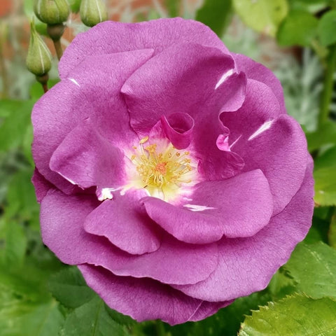 Pink-purple rose bloom with yellow center, ruffled petals and green foliage behind