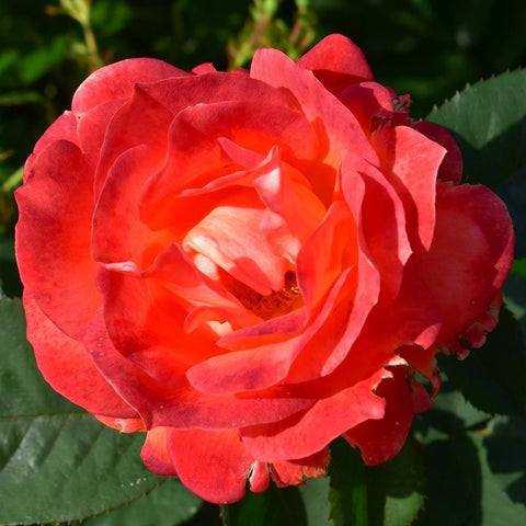 Red rose flower with layered petals and green leaves on a stem