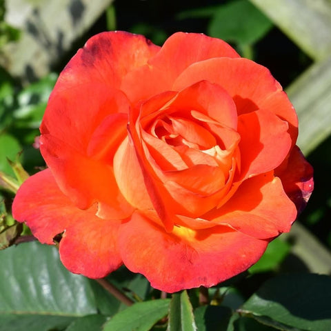 Orange-red rose bloom with ruffled layered petals and surrounding green leaves