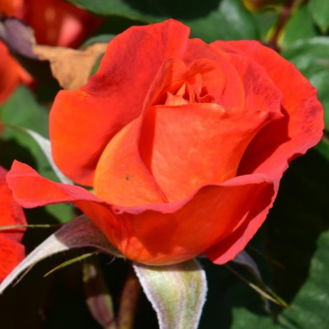 Orange-red rose flower close-up with visible central petals and green foliage