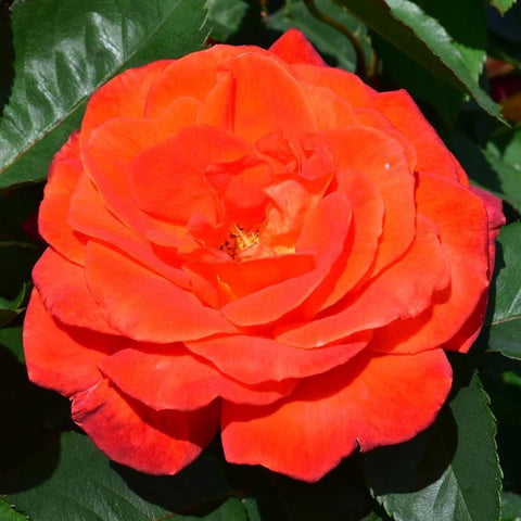 Bright orange-red rose bloom with layered petals and dark green leaves