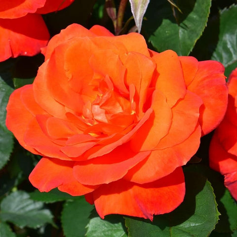 Orange-red rose flower with curled petals and green leaf edges