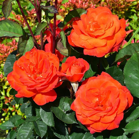 Cluster of orange-red rose blooms on leafy stems