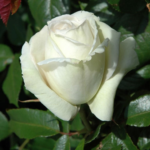 White rose bloom with layered petals and green leaves, close-up view