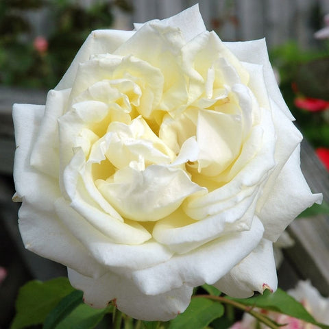 White rose blossom with ruffled inner petals and surrounding green leaves